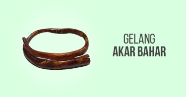 Jual Gelang  Akar  Bahar  Asli Harga Terbaik Tokopedia